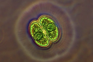 Images Dated 8th March 2013: Cosmarium Desmid Print, 200x Magnification