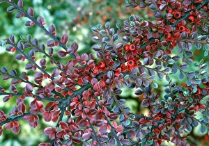 Red Berries In Autumn Prints: Cotoneaster (Cotoneaster horizontalis)