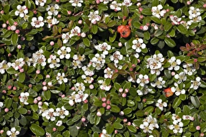 Flowering Shrubs Prints: Cotoneaster sp C017 / 7466