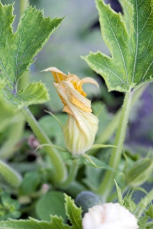Courgette Flower Prints: Courgette flower