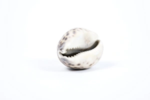 Seashell Collection Prints: Cowrie shell
