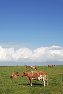 Cows In A Field Prints: Cows in a field