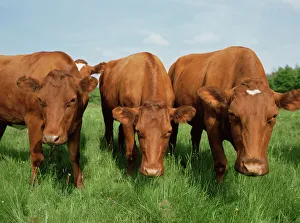 Images Dated 2007 January: Cows grazing Print, Herrfallsang, Sweden