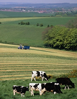 Cows grazing in a field with haymaking in b/ground Cows grazing in a field with haymaking in b/ground