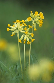 Cowslip Flower Prints: Cowslips (Primula veris)
