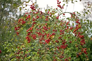 Autumn Fruits Prints: Crab Apple (Malus Snowcloud )