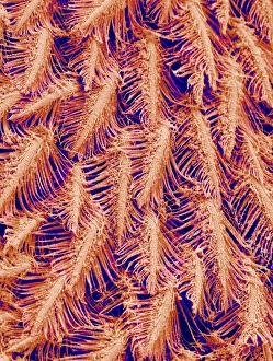 Crab feeding structures, SEM Crab feeding structures, SEM