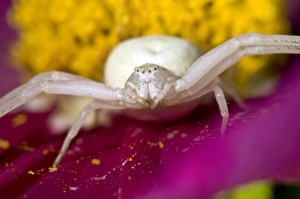 Crab Spider Prints: Crab spider