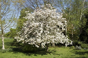 Tree Photography Prints: Crabapple tree (Malus sp. )