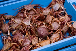 Spanish Fishing Port Prints: Crabs on the dockside