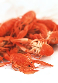 Crustacean Cuisine Recipes Prints: Crayfish
