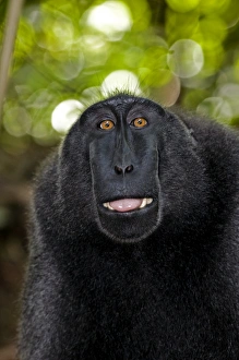 Prints of Crested black macaque (Macaca nigra) lipsmacking Images Dated 2009 September: Crested Black Macaque Lipsmacking Print
