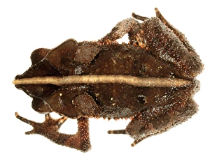 Amazon Rainforest Ecuador Prints: Crested forest toad