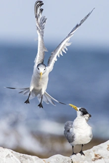 Seabirds In South Africa Prints: Crested terns C016 / 4797