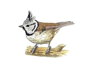 Crested Tit Print