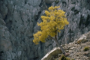 Crete Nature Photography Prints: Cretan Maple (Acer sempervirens)