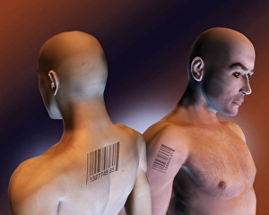Prints of Criminal tagging, conceptual image. Computer artwork of barcodes tattooed on criminals, representing the process of tagging Images Dated 2004 November: Criminal Tagging Print