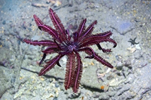 Papua New Guinea Marine Life Prints: Crinoid