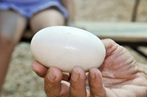 Endangered Species Conservation Efforts Prints: Crocodile egg