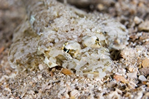 Defensive Animal Behavior Prints: Crocodile fish
