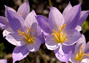 Autumn Flowering Plants Prints: Crocus cancellatus