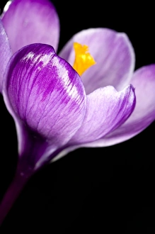 Purple Crocus Prints: Crocus flower (Crocus sp. )