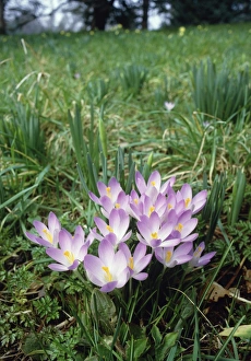Spring Bulbs Prints: Crocus flowers