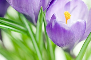 Colorful Spring Blooms Prints: Crocus flowers (Crocus sp. )