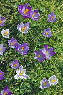 Crocus Flowers Prints: Crocus sp