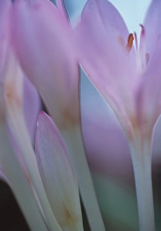 Prints of Crocuses (Crocus sp.) in flower Images Dated 2001 April: Crocus Print in Bloom
