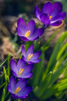 Crocuses In Bloom Prints: Crocuses (Crocus vernus)