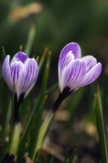 Crocuses In Bloom Prints: Crocuses (Crocus vernus Pickwick )