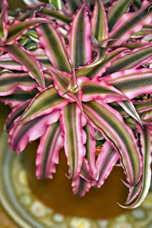Botanical Garden Photos Prints: Cryptanthus Pink Starlight