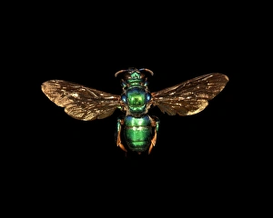 Iridescent Cuckoo Wasp Print