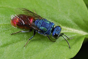 Polish Wildlife Photos Prints: Cuckoo wasp