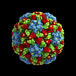 Cucumber Mosaic Virus Print