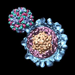 Prints of Cucumber necrosis virus (CNV), computer model. This image was created using molecular modelling software and data from cryo-electron microscopy Images Dated 2008 March: Cucumber necrosis virus Print