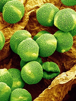 Pollen Grains SEM Prints: Cucumber pollen, SEM