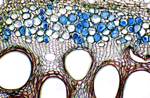 Vascular Bundle Structure Prints: Cucumber stem, light micrograph