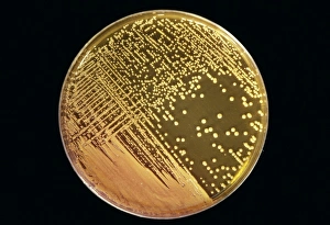 Cultured Staphylococcus bacteria Cultured Staphylococcus bacteria