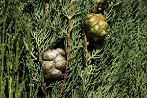 Tree Growth Patterns Prints: Cupressus sempervirens Stricta