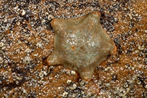Devon Coastline Photos Prints: Cushion starfish