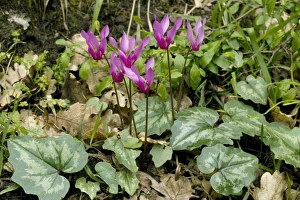 Sicily Flowers Prints: Cyclamen repandum