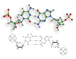 Cytosine-guanine interaction, artwork C017/7215 Cytosine-guanine interaction, artwork C017/7215