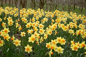 Spring Flowering Bulbs Prints: Daffodils (Narcissus Red Devon )