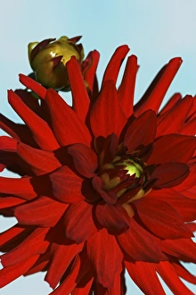 Summer Garden Flowers UK Prints: Dahlia Apache