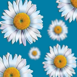Daisy Flower Prints: Daisies