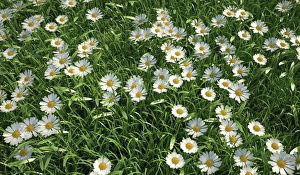 Asteraceae Plant Images Prints: Daisies, artwork