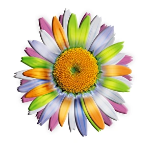 Daisy Flower Prints: Daisy