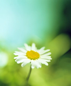 Prints of Daisy flower. The daisy (family Compositae) is actually a cluster of tiny individual flowers, or florets. The white petals are sterile ray florets Images Dated 2002 September: Daisy Flower Print